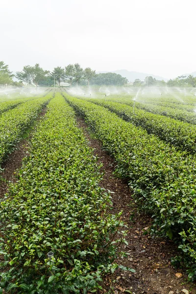 Planta de té verde con suministro de agua —  Fotos de Stock