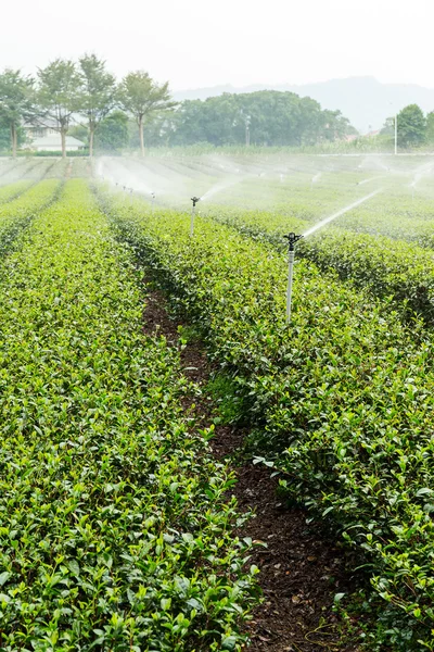 Planta de té verde con suministro de agua — Foto de Stock