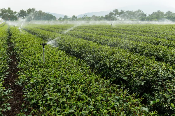 Grüntee-Pflanze mit Wasserversorgung — Stockfoto