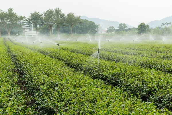 Planta de chá verde com abastecimento de água — Fotografia de Stock
