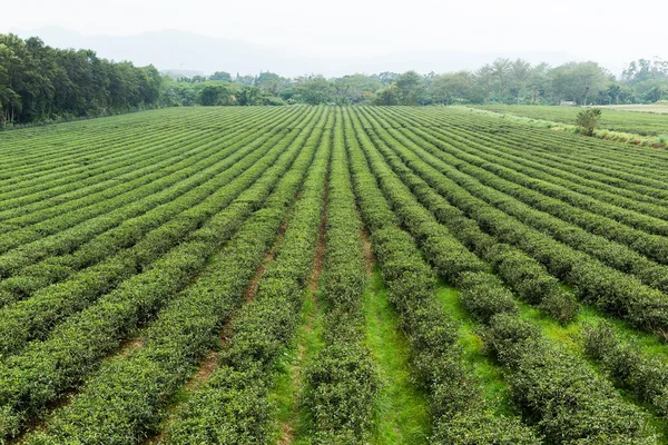 Färskt grönt te plantage — Stockfoto