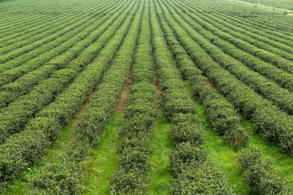 Frische grüne Teeplantage — Stockfoto