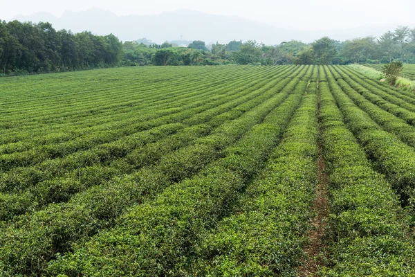 Plantación de té verde fresco —  Fotos de Stock