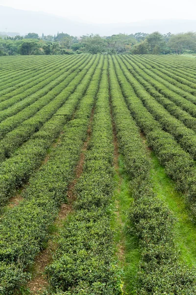 Čerstvý zelený čaj plantáž — Stock fotografie