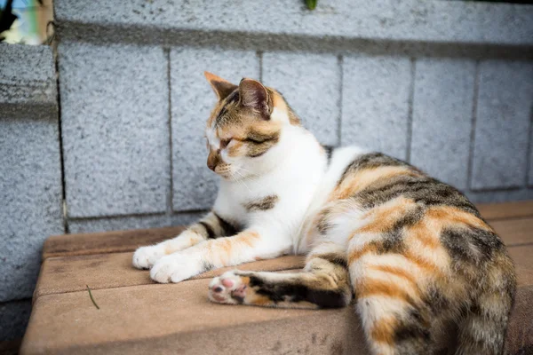 Tahta bankta oturan sevimli kedi — Stok fotoğraf