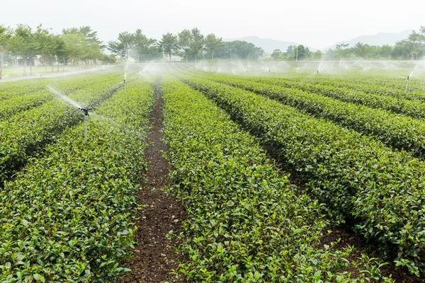Tanaman teh hijau dengan persediaan air — Stok Foto