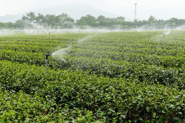 Green tea plant with water supply — Stock Photo, Image