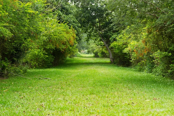 Green beautiful park — Stock Photo, Image