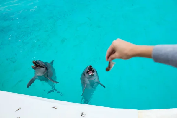 Alimentando golfinho da mão — Fotografia de Stock
