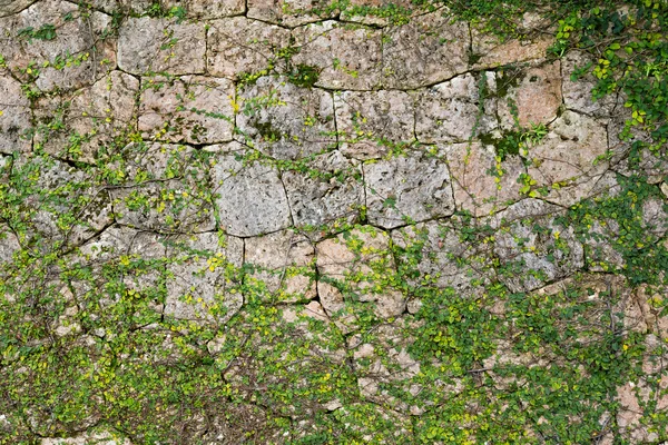グリーンのつる植物の成長する石の壁に — ストック写真