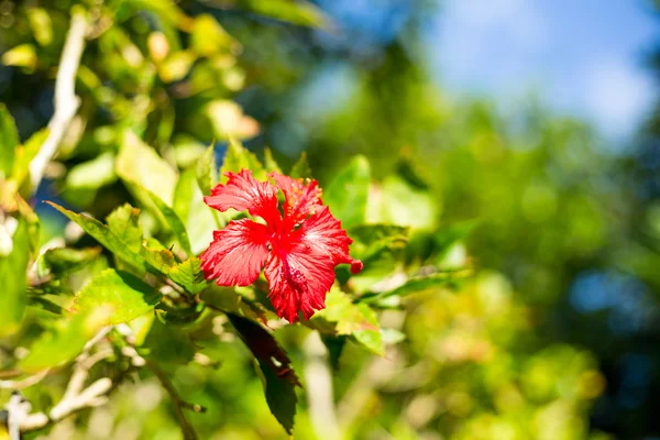 Red hibiscus flower — Stock Photo, Image