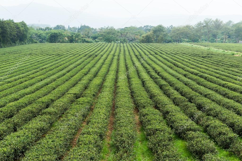 Green tea plant with water supply