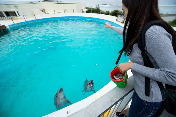 Mujer alimentación delfines en acuario — Foto de Stock