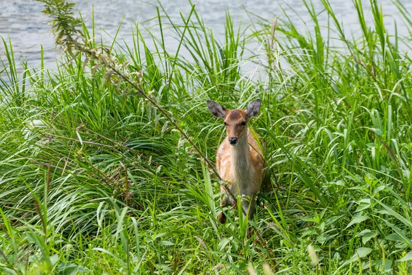 Roe deer standing in grass — Stock Photo, Image