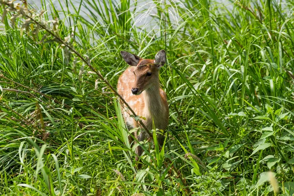 Cervo roe em pé na grama — Fotografia de Stock