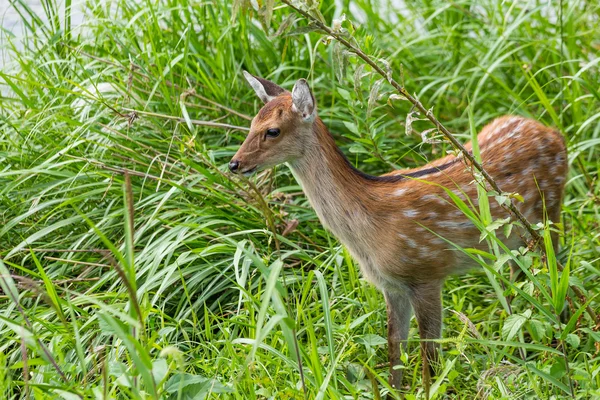 Cervo roe em pé na grama — Fotografia de Stock