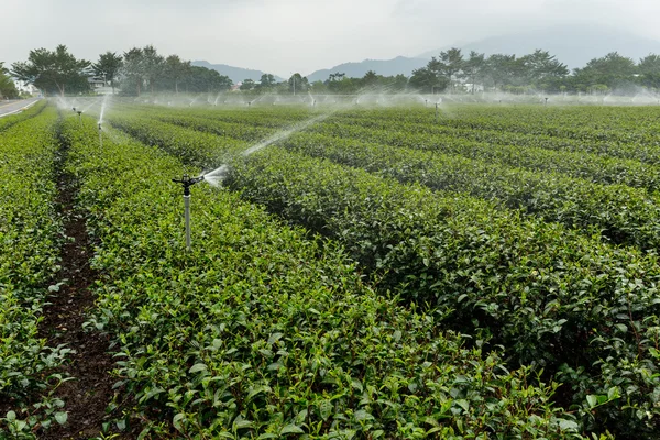 Planta de té verde con suministro de agua —  Fotos de Stock