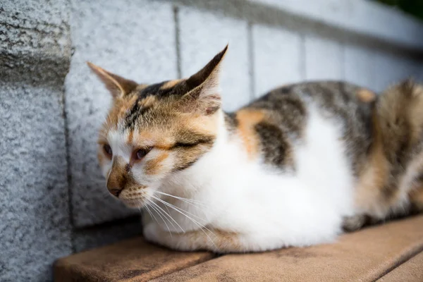 Niedliche Katze sitzt auf Holzbank — Stockfoto