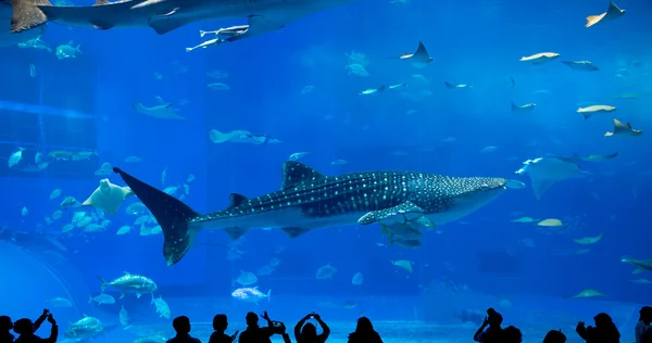 Mensen en reus walvishaai in Oceanarium — Stockfoto