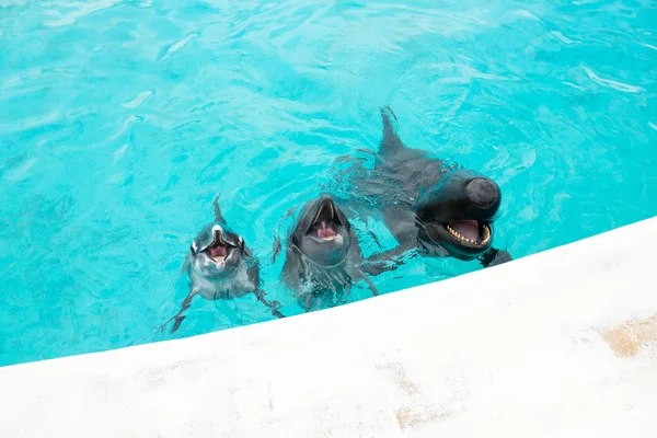 Delfíni a velryby shark — Stock fotografie