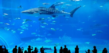 Oceanarium insanlar ve dev balina köpekbalığı