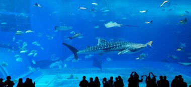 Oceanarium insanlar ve dev balina köpekbalığı