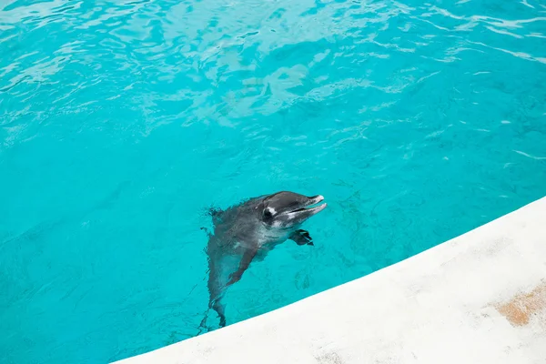 Los delfines nadan en la piscina de agua — Foto de Stock