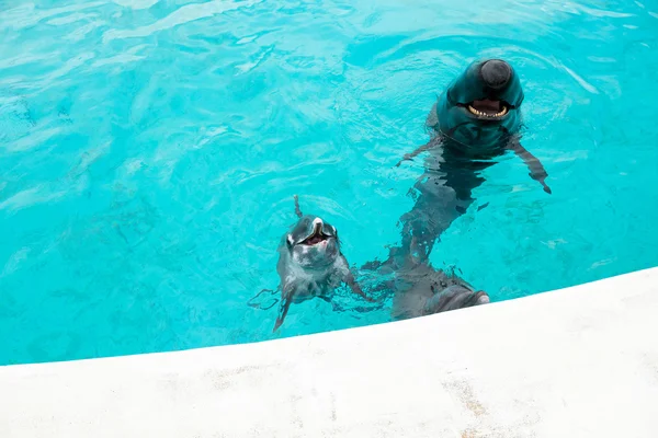 Delfines y tiburones ballena — Foto de Stock