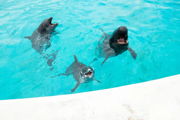 Delfines y tiburones ballena — Foto de Stock