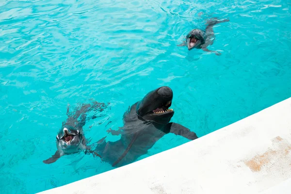 Golfinhos e tubarões-baleia — Fotografia de Stock