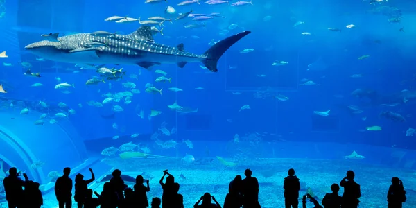 Gente y tiburón ballena gigante en Oceanarium —  Fotos de Stock