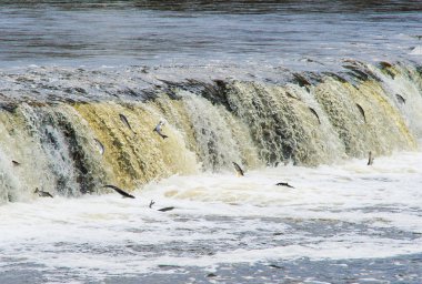  Letonya, Kuldiga. Waterf üstesinden yumurtlamak için (Vimba) yüzme balık