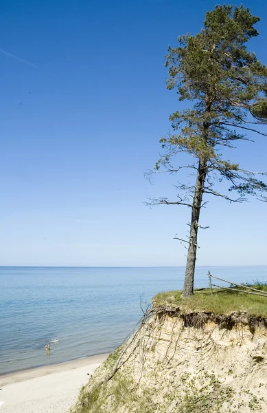 Łotwa. Plaży i sosnowych nad stromym brzegiem Balt — Zdjęcie stockowe