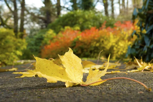 Maple Leaf Earth Autumn Close — Stock Photo, Image