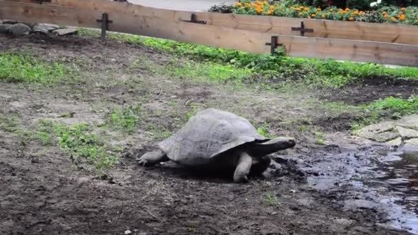 Galapagossky tortuga se mueve lentamente a un lugar de riego — Vídeo de stock