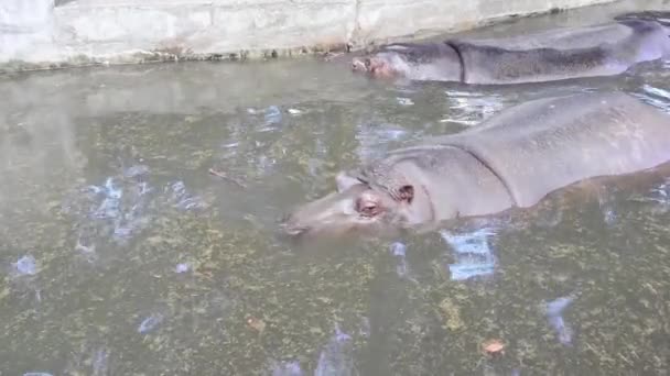 Nilpferd mit dem riesigen geöffneten Maul in einem Zoo in Riga (Lettland)). — Stockvideo