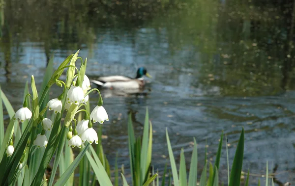 Virágok a gyöngyvirág a tó partján — Stock Fotó