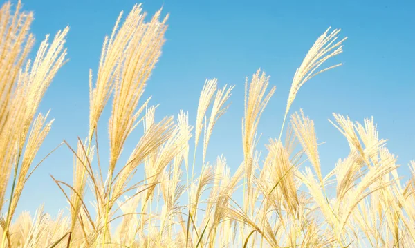 夏の畑でトウモロコシのトウモロコシの小麦 — ストック写真