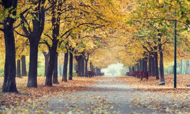 Sonbahar yolu ve ağaçlar
