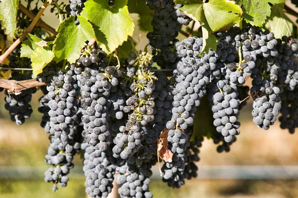 Close Photo Grapes Vineyard — Stock Photo, Image