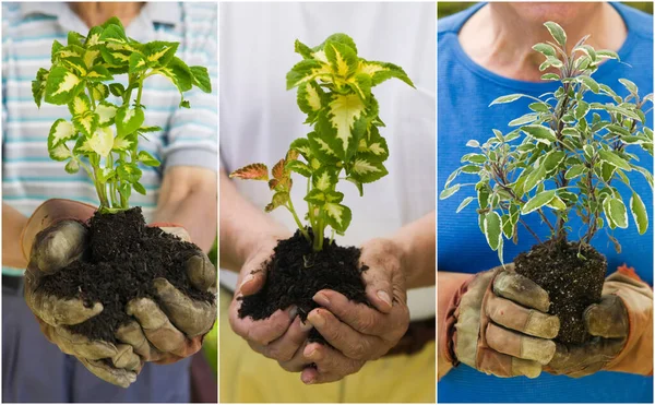 Retrato Colagem Pessoas Segurando Plantas — Fotografia de Stock