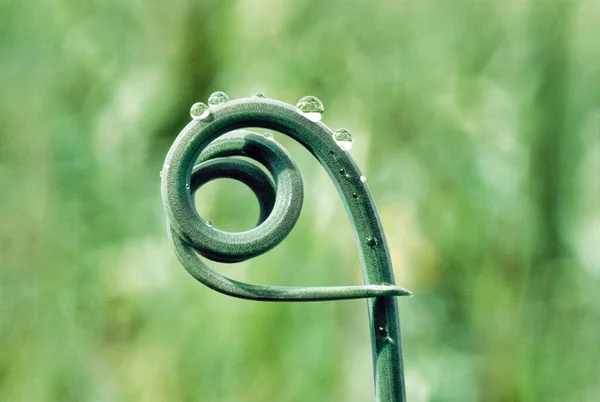 Macro Disparo Planta Con Agua — Foto de Stock