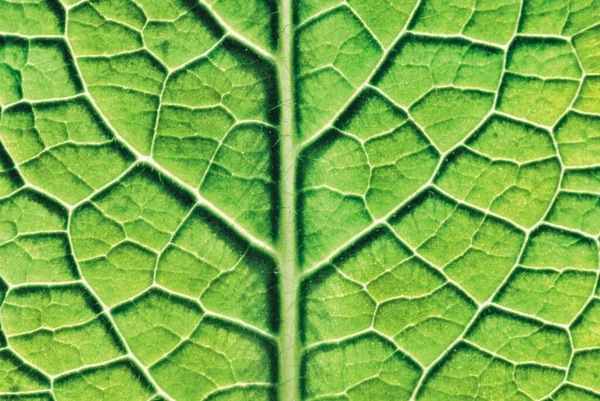 Macro Shot Leaf Stem — 스톡 사진