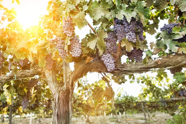 Winorośle Pęczkami Winogron — Zdjęcie stockowe