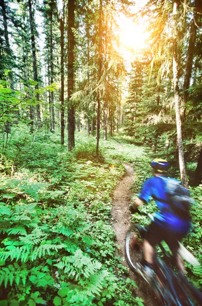 Rear View Male Biker Riding Forest Trail — Stock Photo, Image