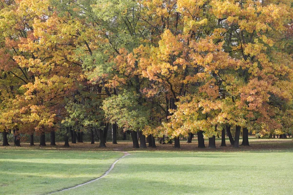 Herbstbäume im Park — Stockfoto