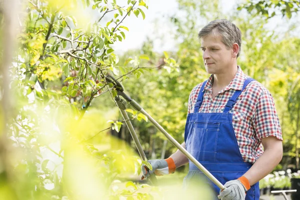 Gardener clipping tree branches — Stock Photo, Image