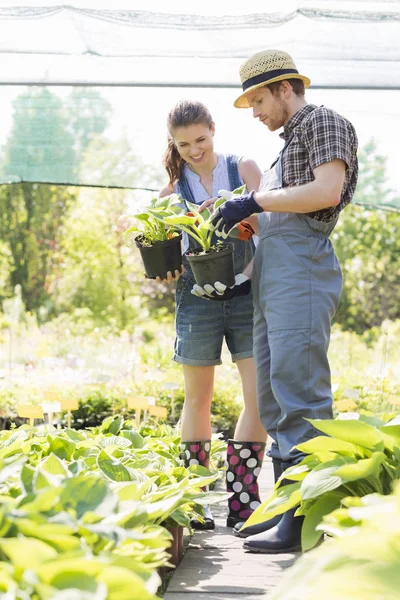 Gardeners discussing over potted plants — Stock Photo, Image