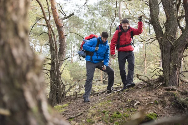 Backpackers πεζοπορία στο δάσος — Φωτογραφία Αρχείου