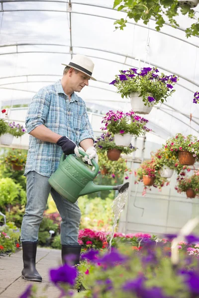 Man watering flower plants — Stock Photo, Image